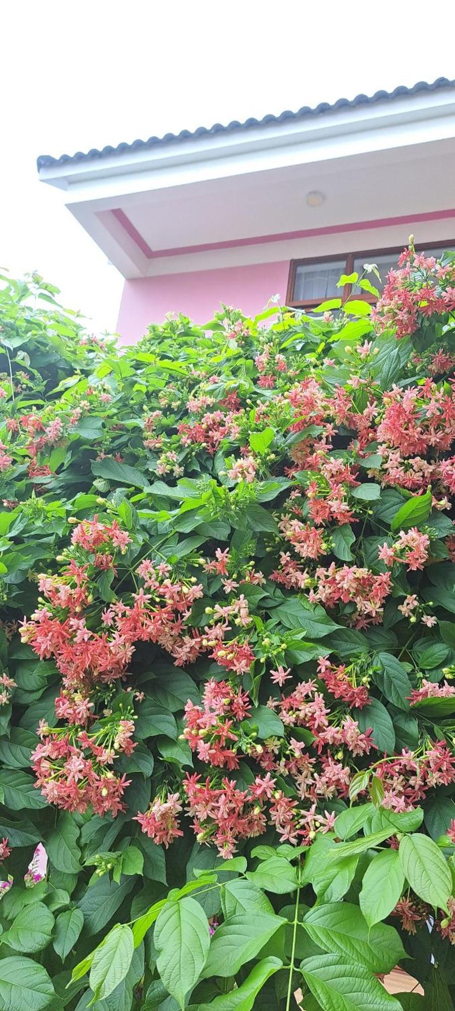 Pink House Homestay Hoi An Exterior photo